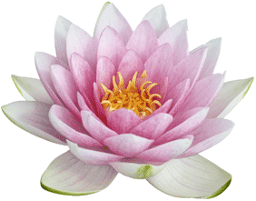 Moya Skincare Lotus flower